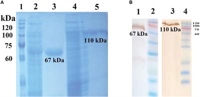 Development of a bivalent protein-based vaccine candidate against invasive pneumococcal diseases based on novel pneumococcal surface protein A in combination with pneumococcal histidine triad protein D